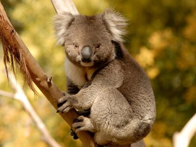 Ballarat Wildlife Park
