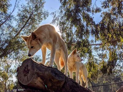 Ballarat Wildlife Park