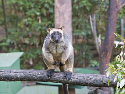 David Fleay Wildlife Park