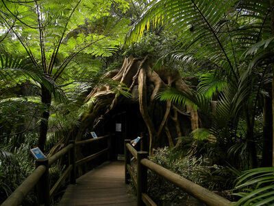 Glow Worm Caves Mt Tamborine