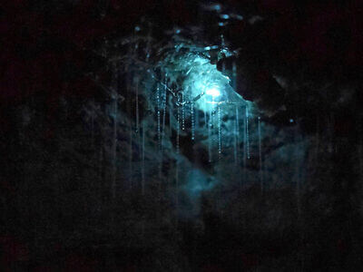 Glow Worm Caves Mt Tamborine