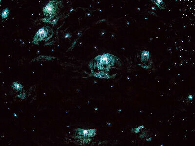 Glow Worm Caves Mt Tamborine
