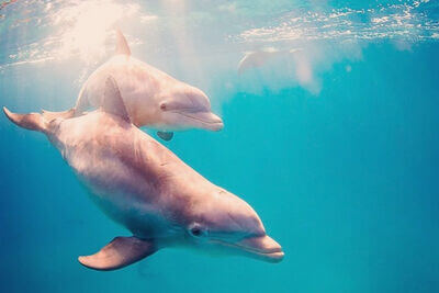 Moonraker Dolphin Swims