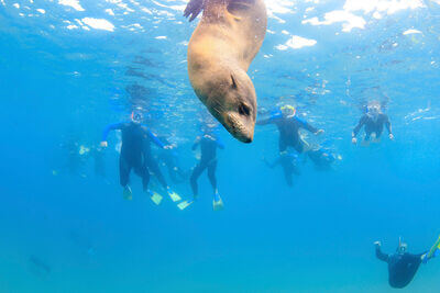 Moonraker Dolphin Swims