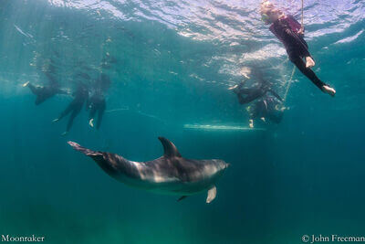 Moonraker Dolphin Swims