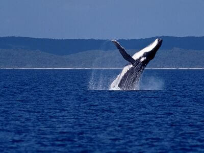 Moreton Island National Park